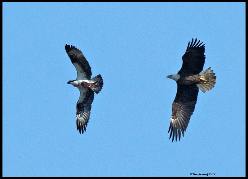 _8SB8204 bald eagle chasing osprey.jpg